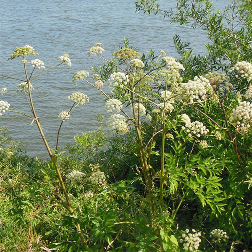 Angélique, Angelica heterocarpa (Port)