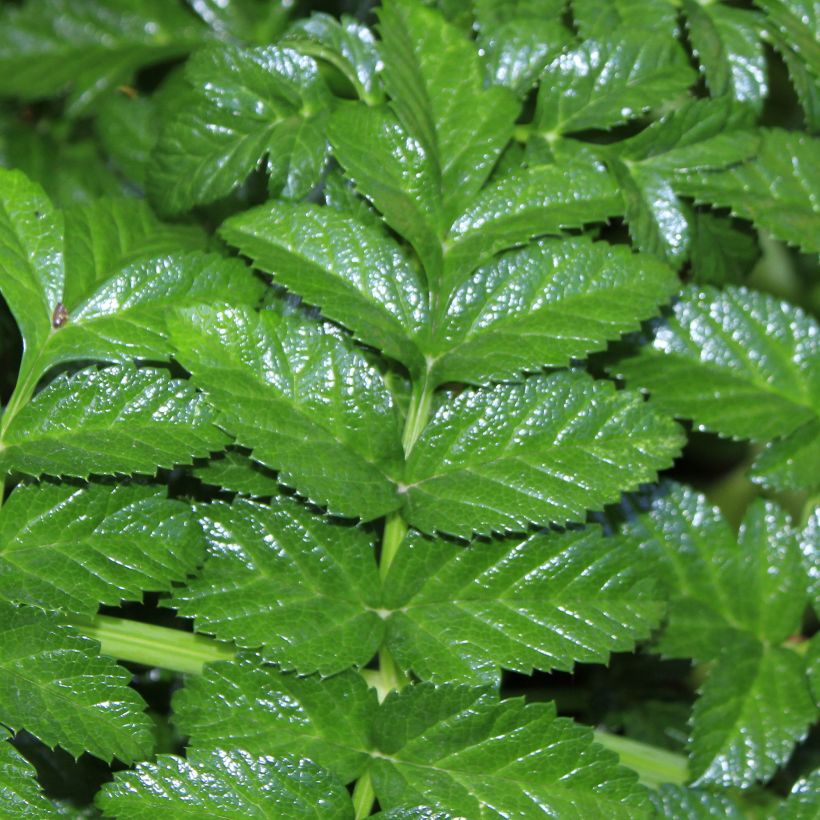 Angelique, Angelica pachycarpa (Feuillage)