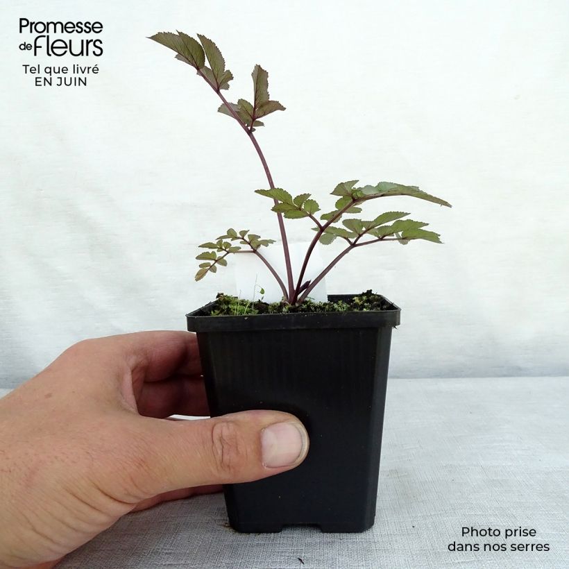 Spécimen de Angelica sylvestris Vicar's Mead - Angélique Godet de 8/9 cm tel que livré en été