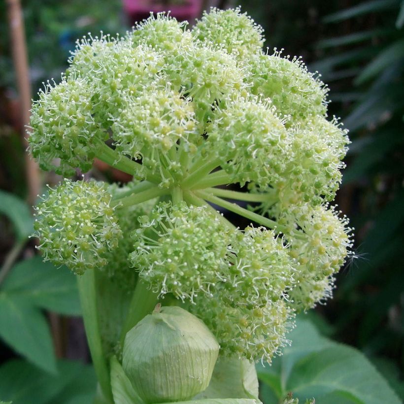 Angélique, Angelica taiwaniana (Floraison)