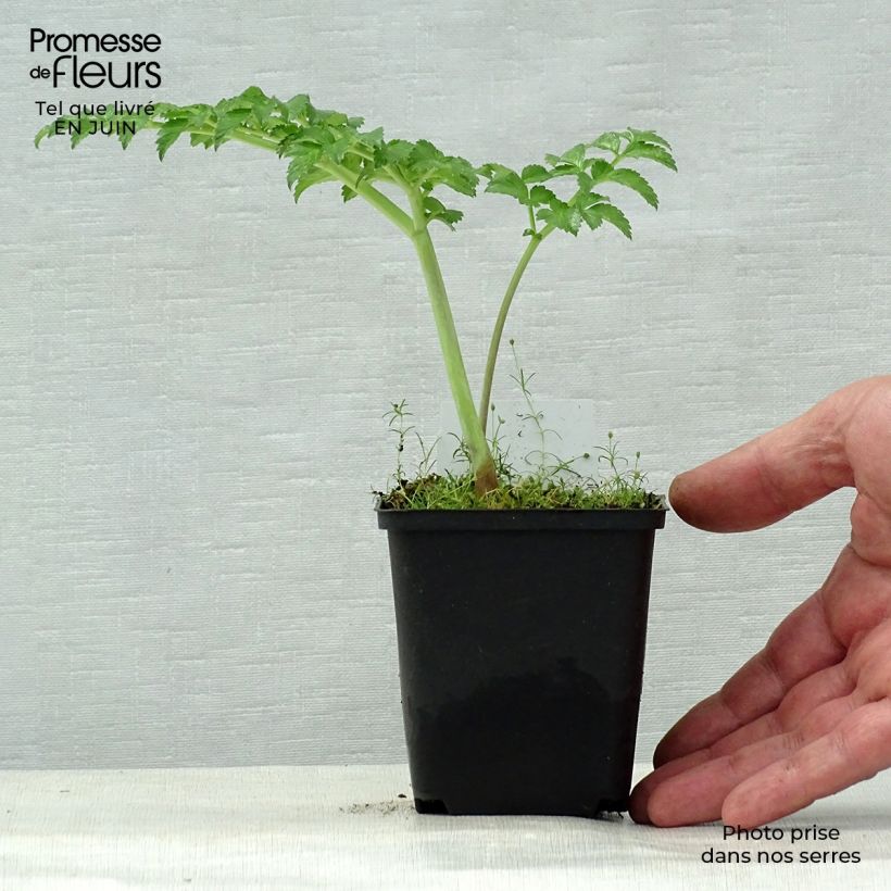 Spécimen de Angelique, Angelica pachycarpa Godet de 8/9 cm tel que livré en été