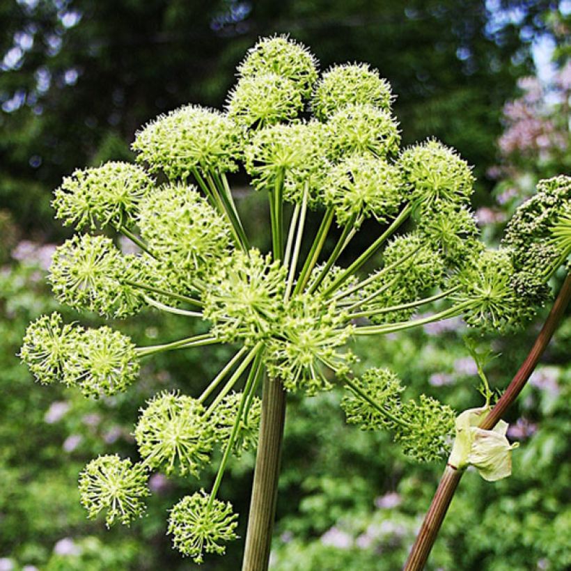 Angélique officinale - Angelica archangelica (Floraison)