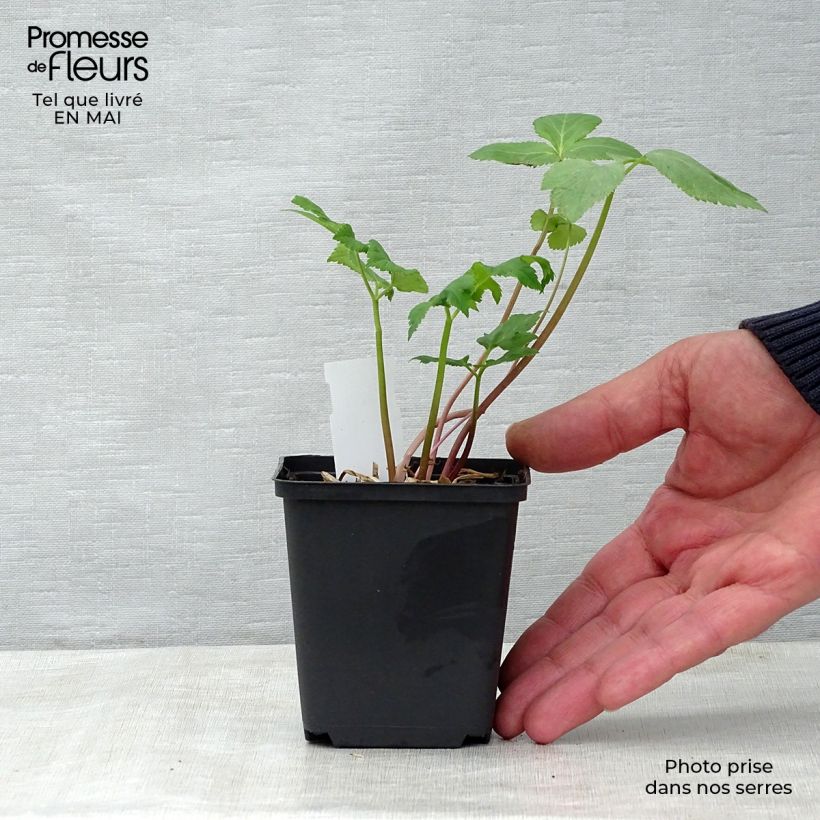 Spécimen de Angélique officinale - Angelica archangelica Godet de 7cm tel que livré au printemps