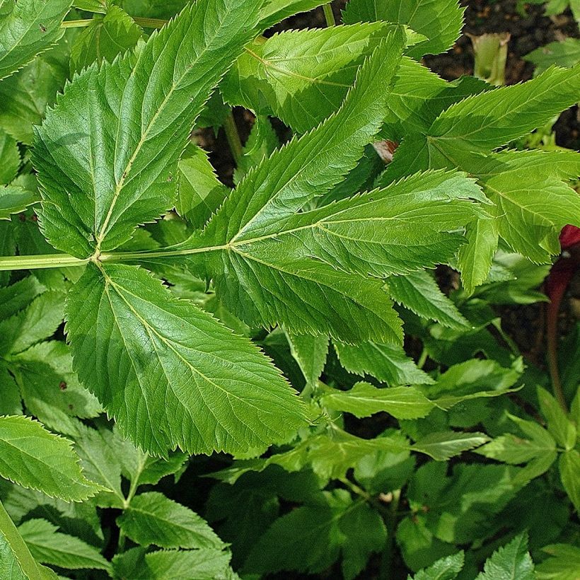 Angélique officinale - Angelica archangelica (Feuillage)