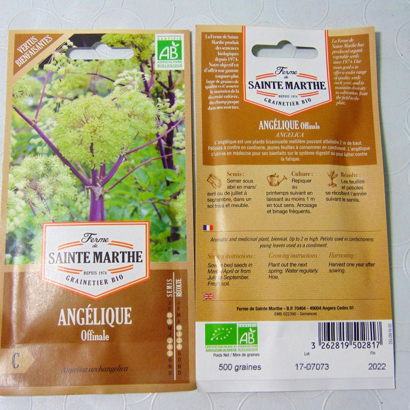 Exemple de spécimen de Angélique officinale Bio - Ferme de Sainte Marthe Graines tel que livré