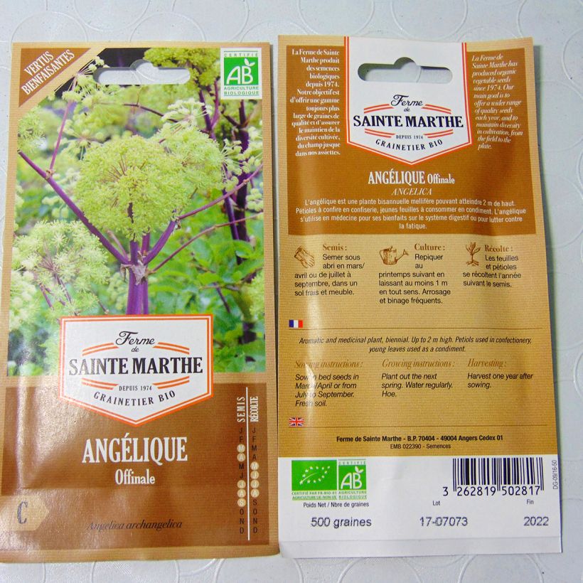 Exemple de spécimen de Angélique officinale Bio - Ferme de Sainte Marthe tel que livré