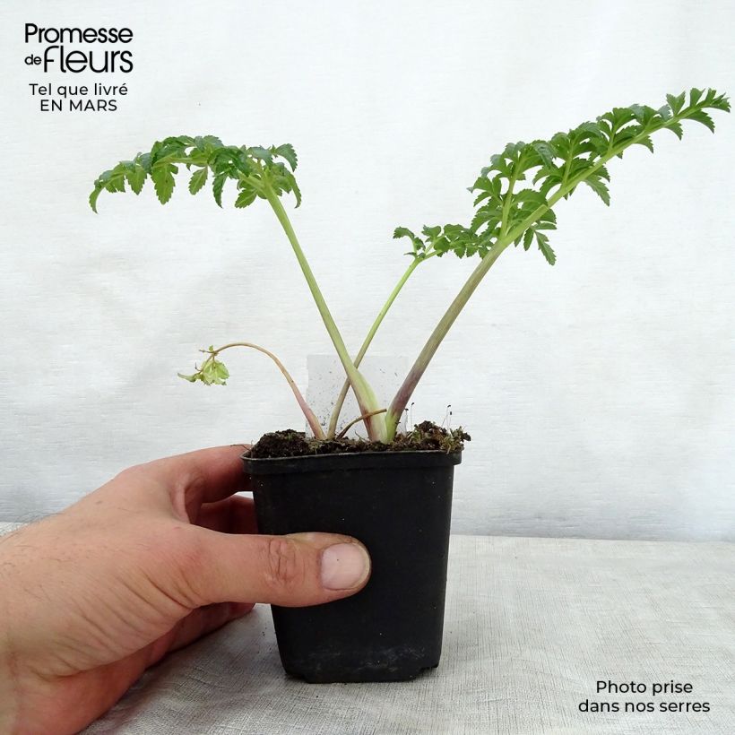 Spécimen de Angelique, Angelica pachycarpa Godet de 8 cm tel que livré au printemps