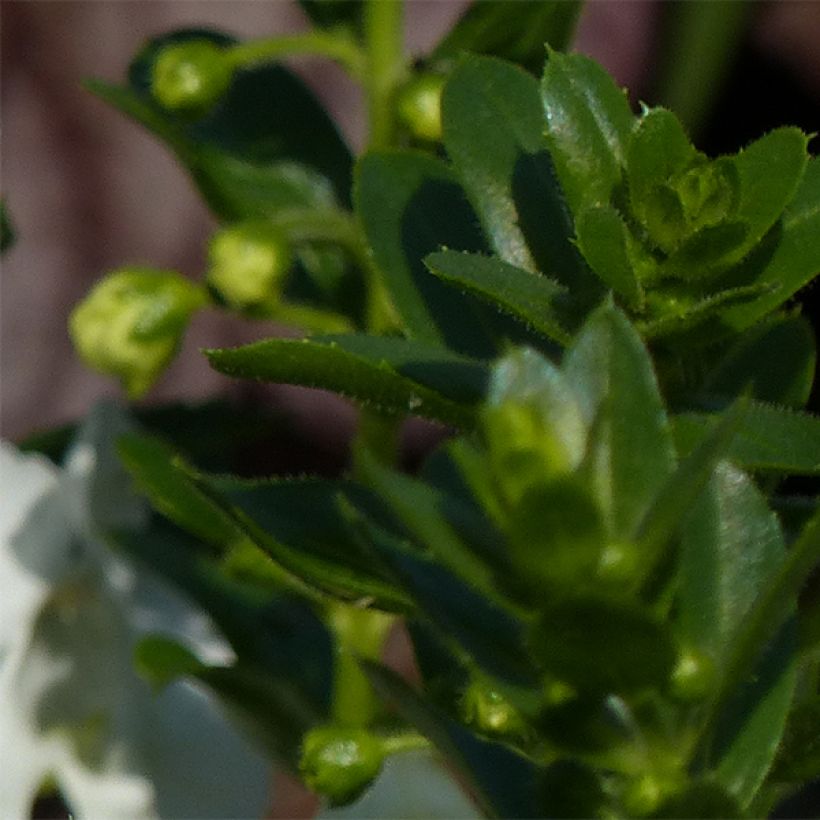 Angélonia Angelface Carrara White (Feuillage)