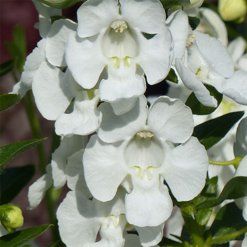 Angélonia Angelface Carrara White (Floraison)