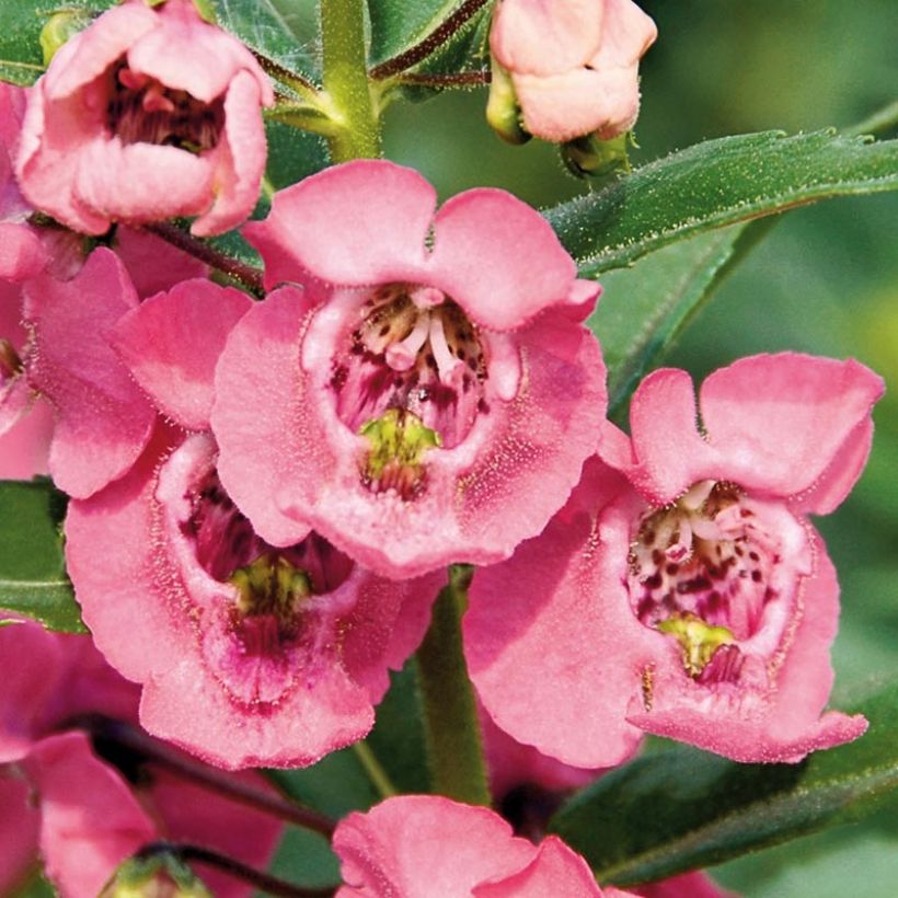Angélonia Angelface Pink Mini-mottes (Floraison)