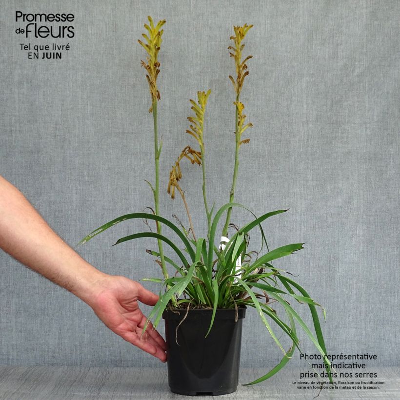 Spécimen de Anigozanthos Bush Bonanza Pot de 2L/3L tel que livré en été