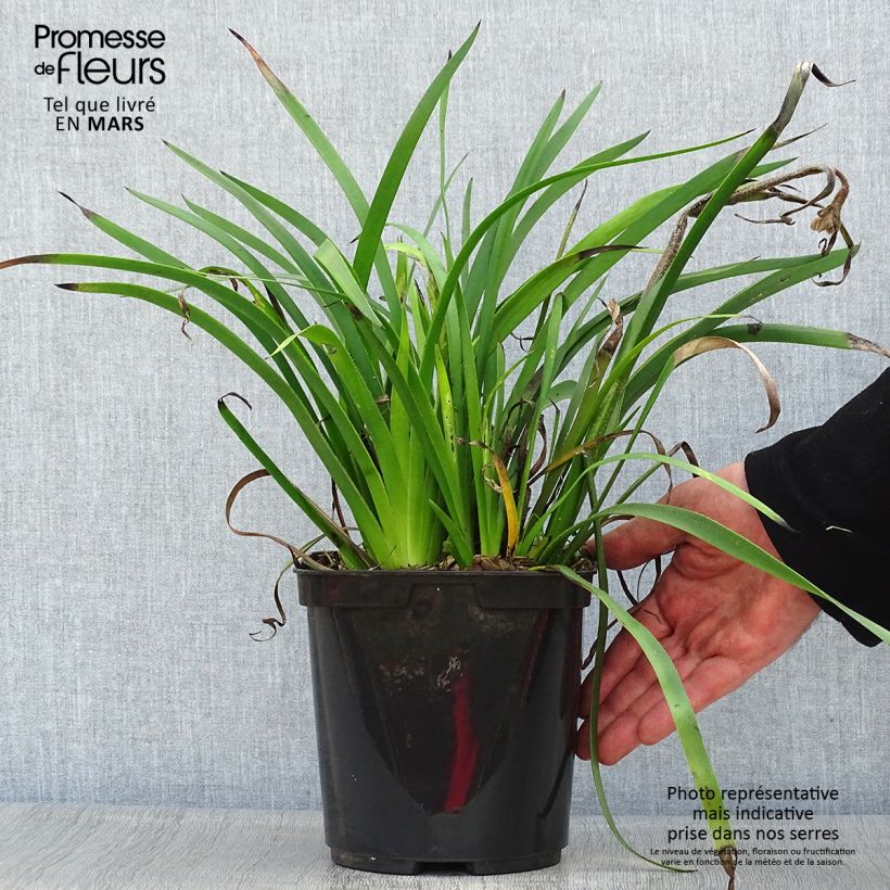 Spécimen de Anigozanthos Bush Bonanza  Pot de 3L tel que livré au printemps