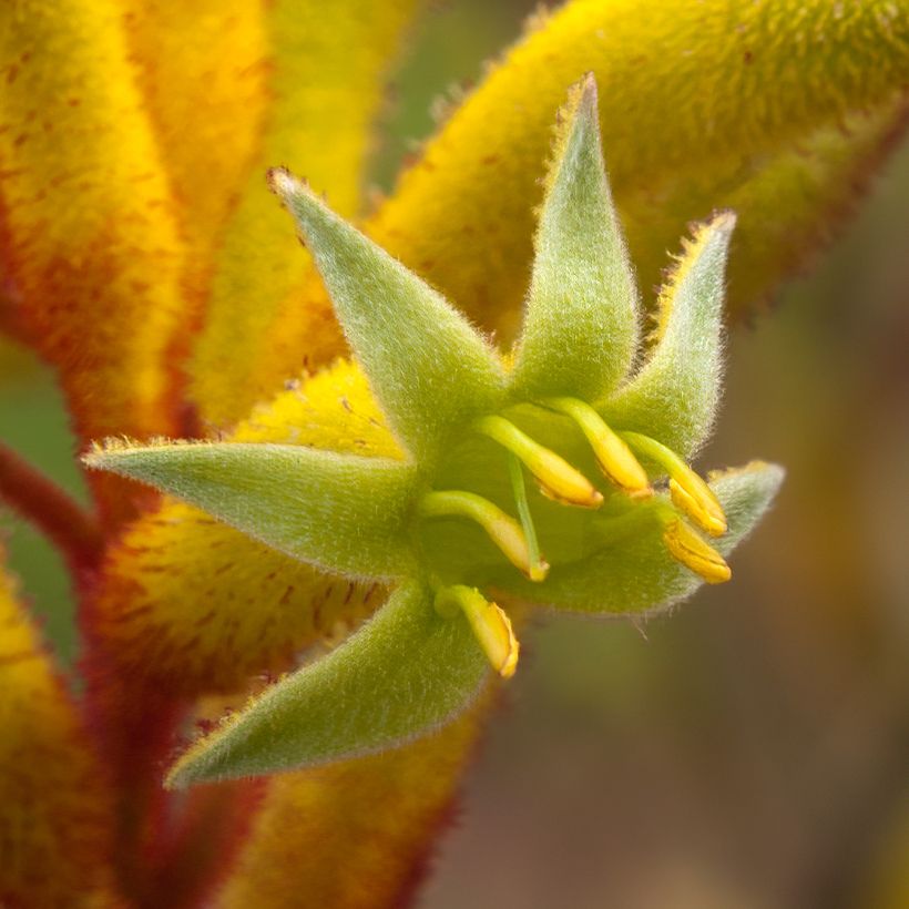 Anigozanthos Bush Bonanza (Floraison)