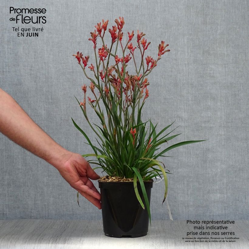 Spécimen de Anigozanthos Bush Inferno Pot de 3L/4L tel que livré en été