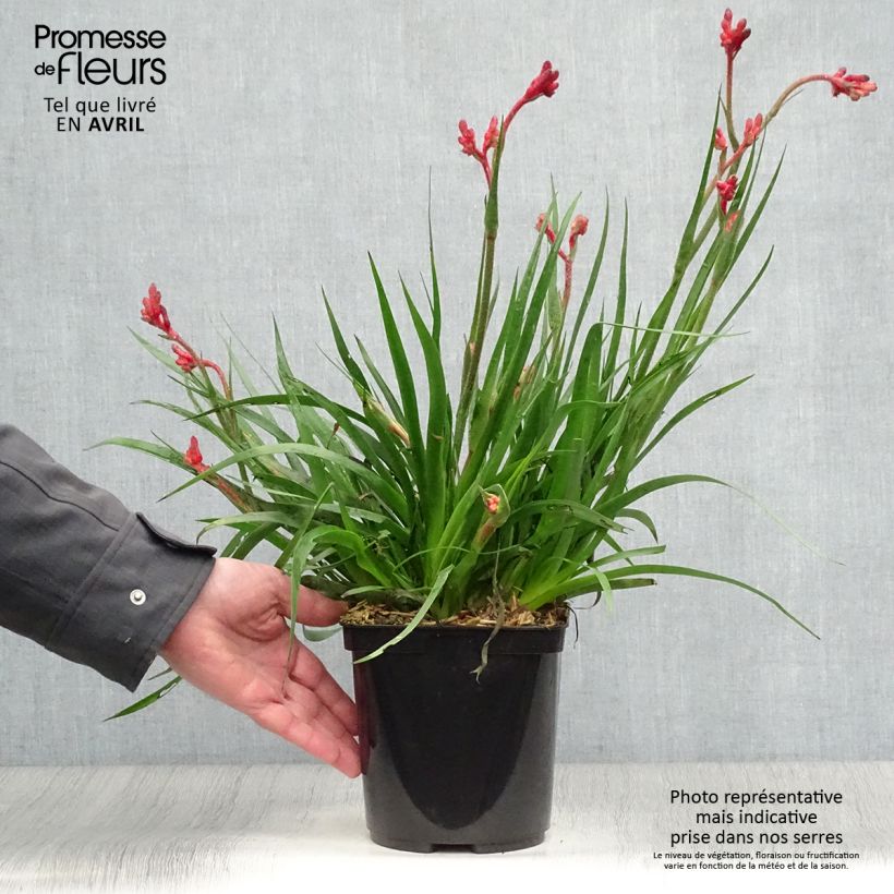 Spécimen de Anigozanthos Bush Inferno - Pot de 3L/4L tel que livré au printemps