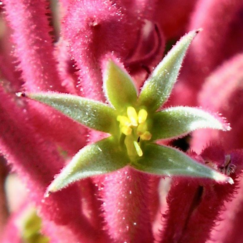 Anigozanthos Bush Pearl (Floraison)