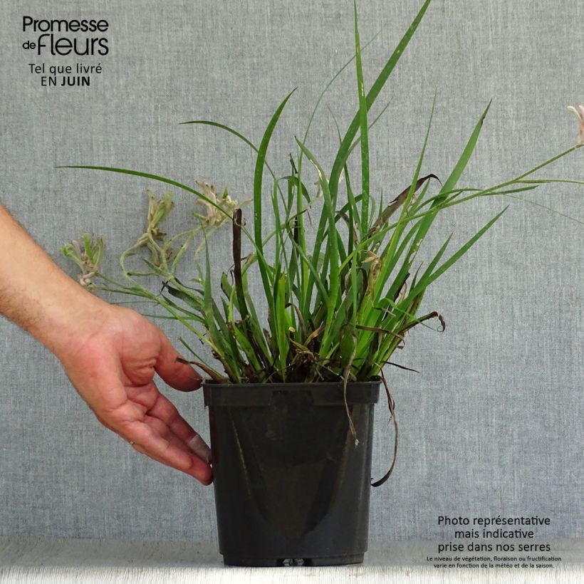 Spécimen de Anigozanthos Bush Pearl Pot de 2L/3L tel que livré en été