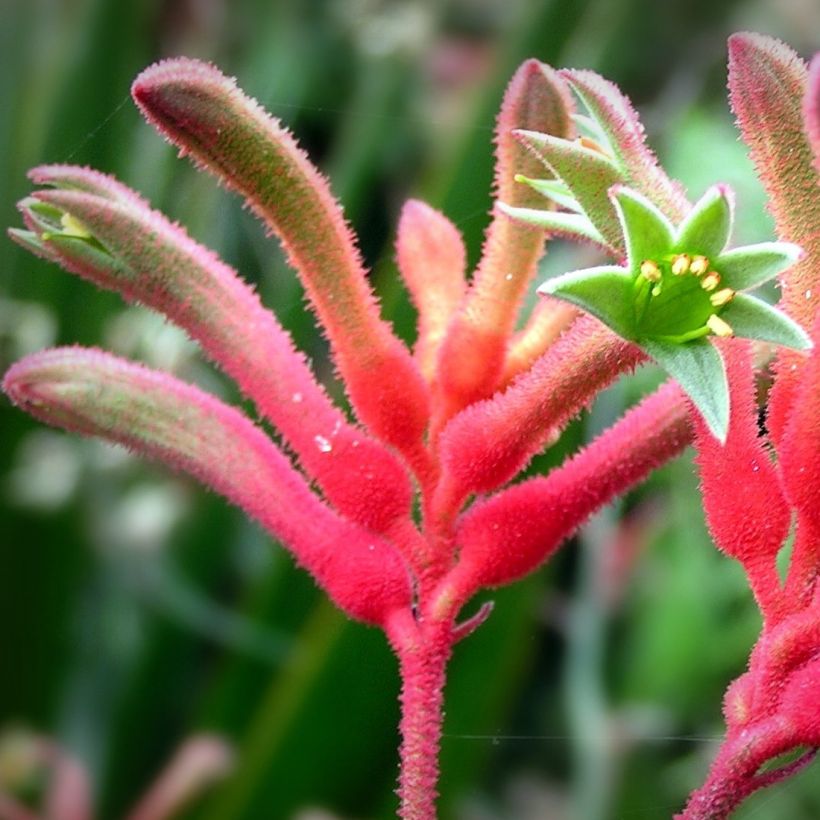 Anigozanthos flavidus (Floraison)