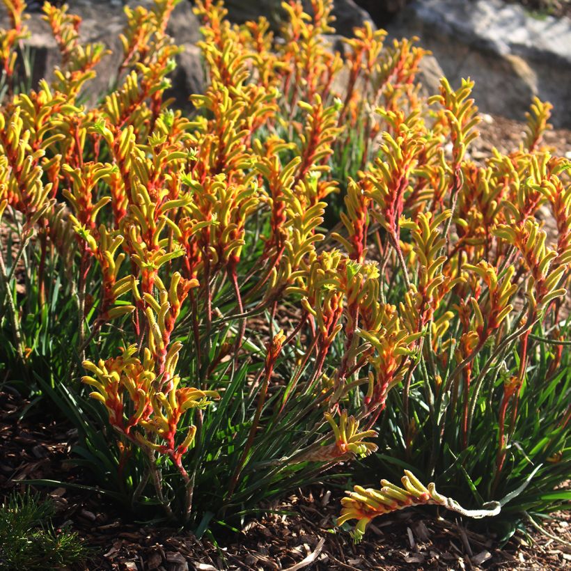 Anigozanthos flavidus (Port)