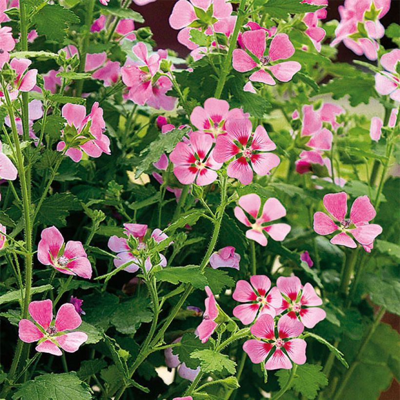 Anisodontea Lady in Pink (Floraison)