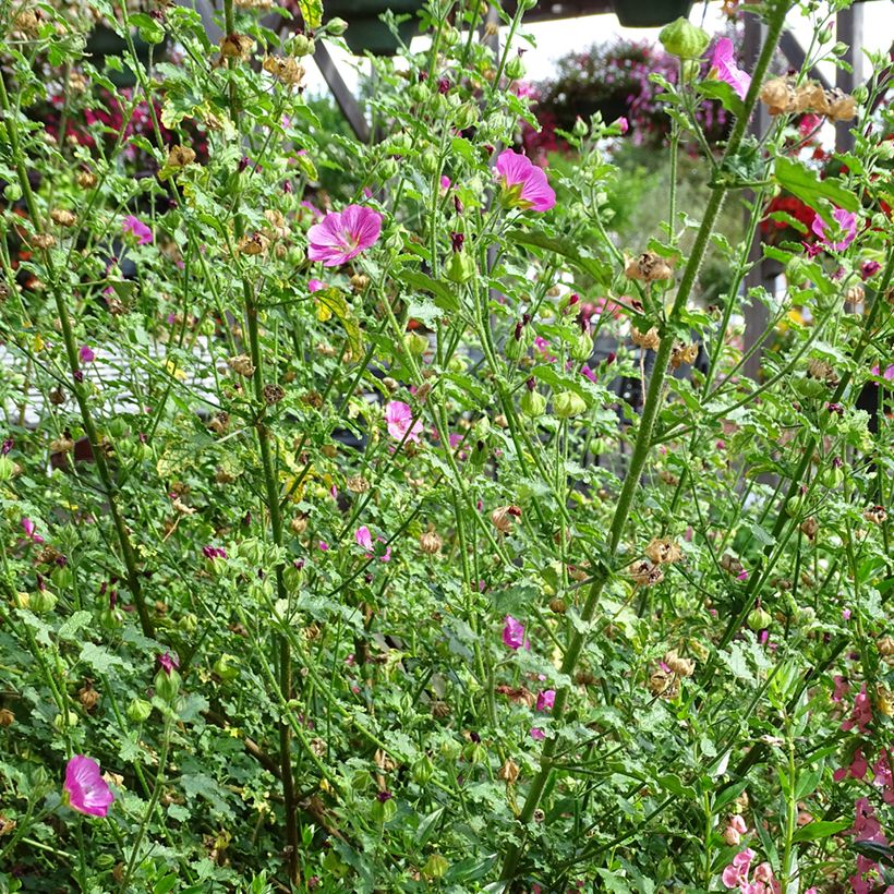 Anisodontea Lady in Pink (Port)