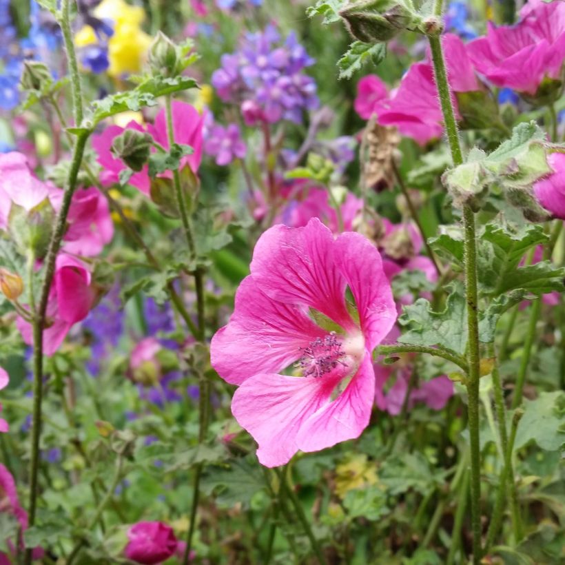 Anisodontea capensis El Rayo - Mauve arbustive du Cap (Floraison)