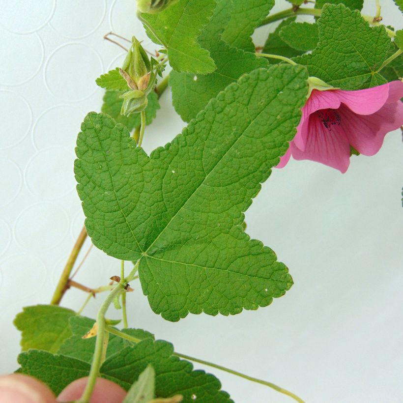 Anisodontea capensis El Rayo - Mauve arbustive du Cap (Feuillage)