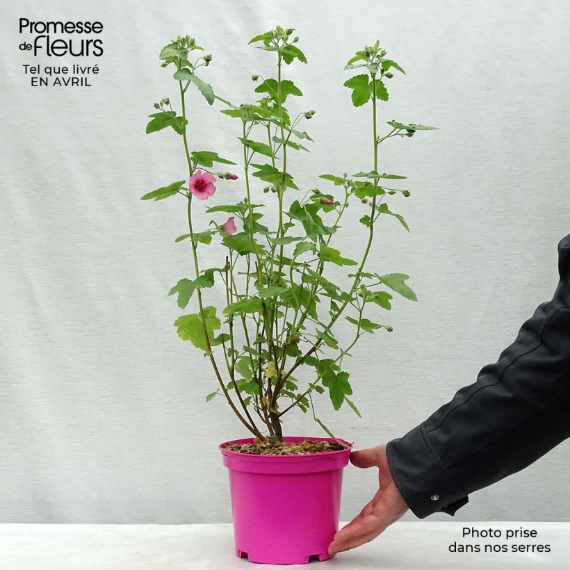 Spécimen de Anisodontea capensis El Rayo - Mauve arbustive du Cap en pot de 1.5L/2L tel que livré au printemps