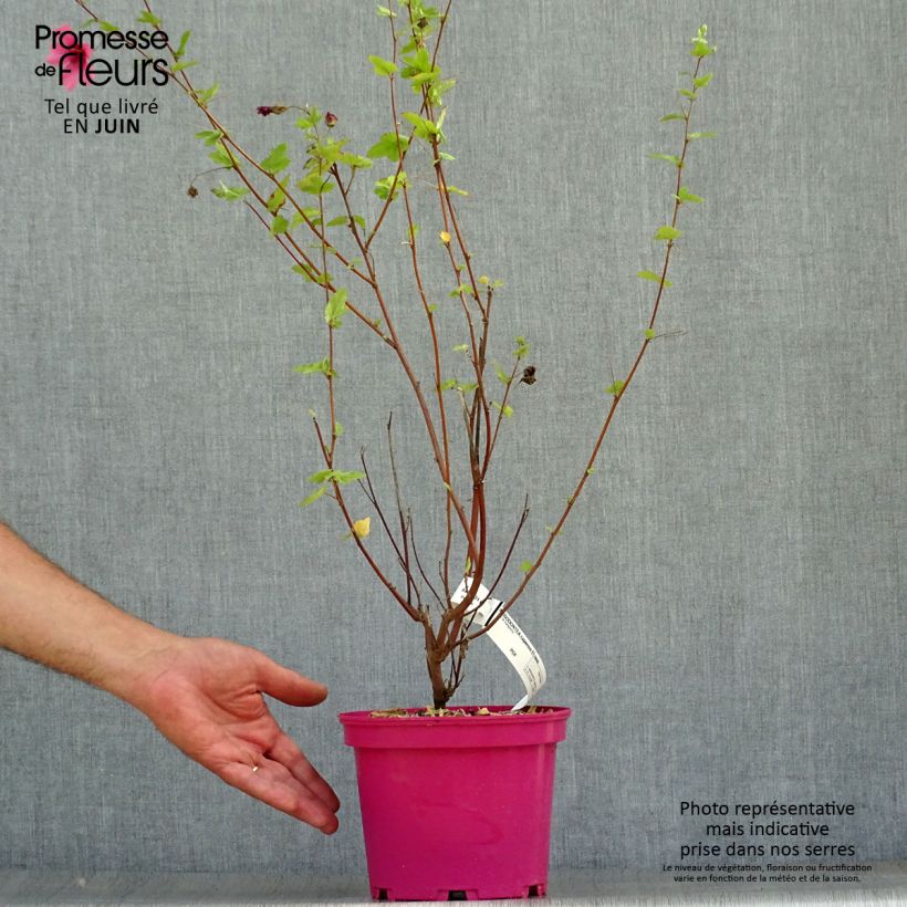 Spécimen de Anisodontea capensis El Rayo - Mauve arbustive du Cap Pot de 4L/5L tel que livré en été