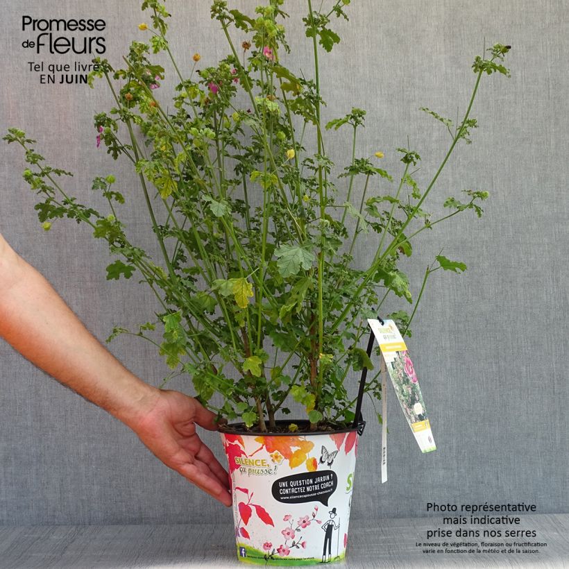 Spécimen de Anisodontea capensis El Rayo - Mauve arbustive du Cap en pot de 4L/5L tel que livré au printemps