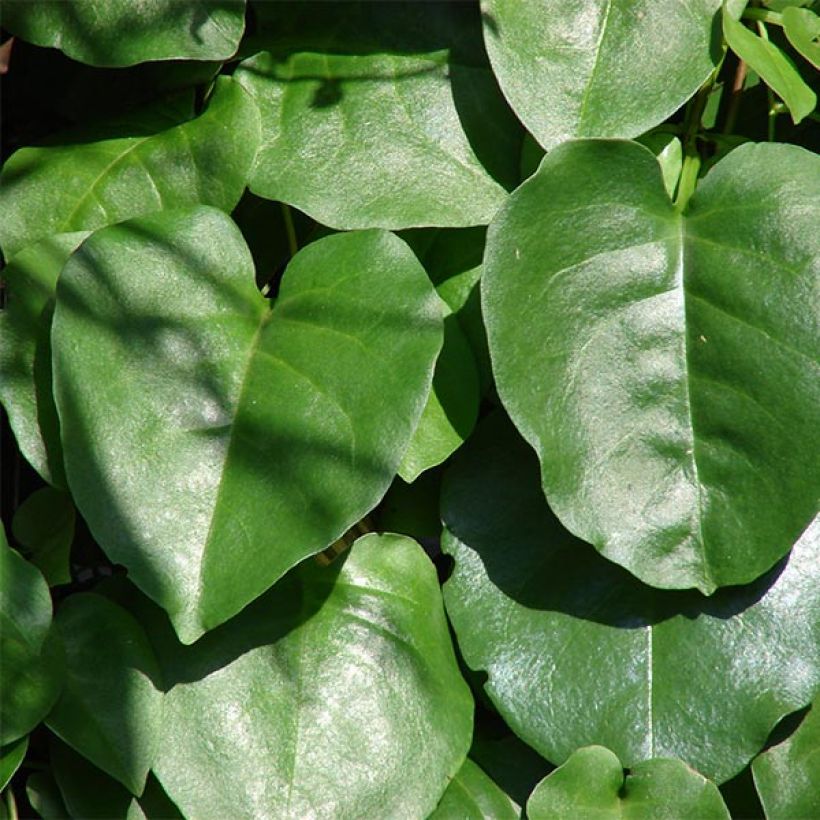 Anredera cordifolia - Liane de Madère (Feuillage)