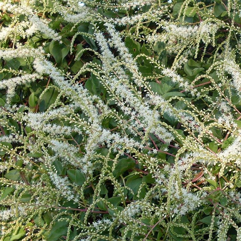 Anredera cordifolia - Liane de Madère (Floraison)