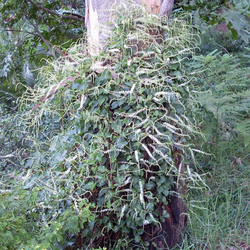 Anredera cordifolia - Liane de Madère (Port)