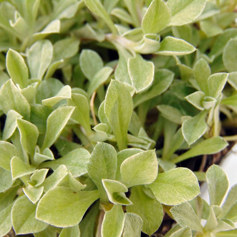 Antennaria dioica Borealis - Pied de Cha (Feuillage)