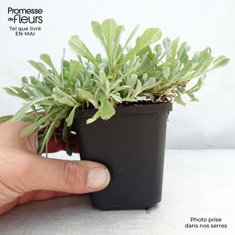 Spécimen de Antennaria dioica Borealis - Pied de Cha Godet de 9cm tel que livré au printemps