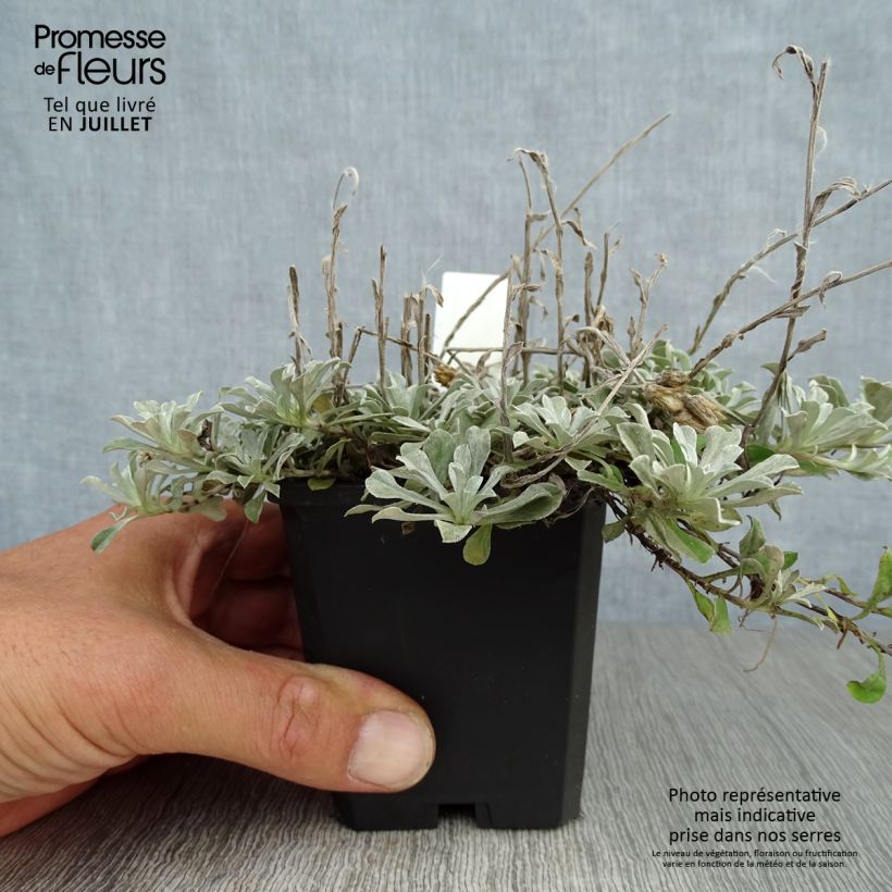 Spécimen de Antennaria dioica Borealis - Pied de Cha Godet de 8/9 cm tel que livré en été