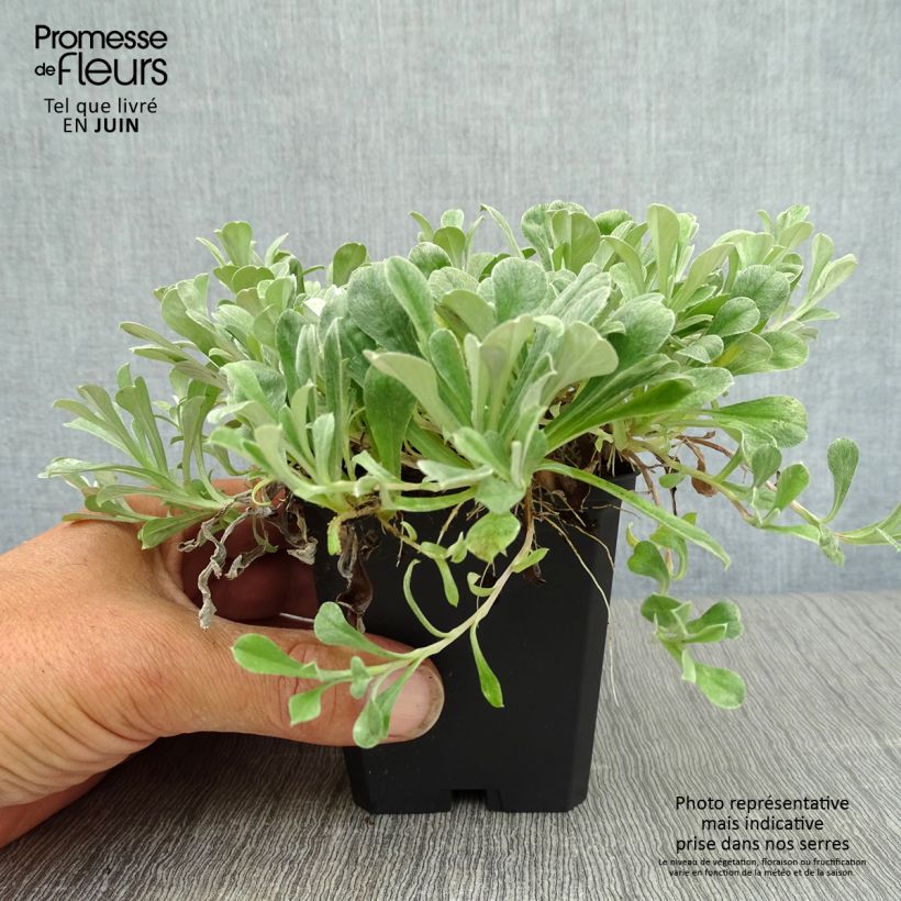 Spécimen de Antennaria dioica Rubra - Antennaire dioïque Godet de 8/9 cm tel que livré en été