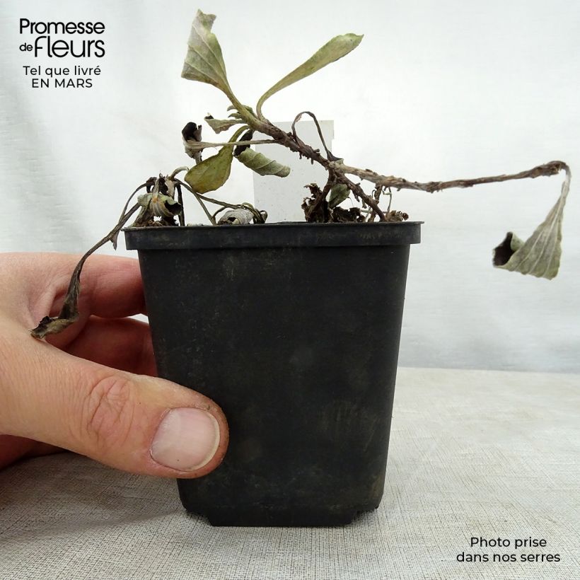 Spécimen de Antennaria plantaginifolia - Antennaire à feuilles de plantain Godet de 8/9 cm tel que livré au printemps