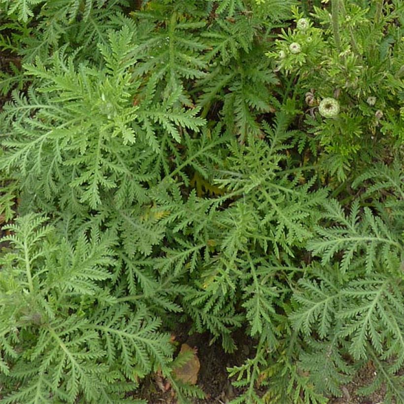 Anthemis tinctoria Kelwayi (Feuillage)