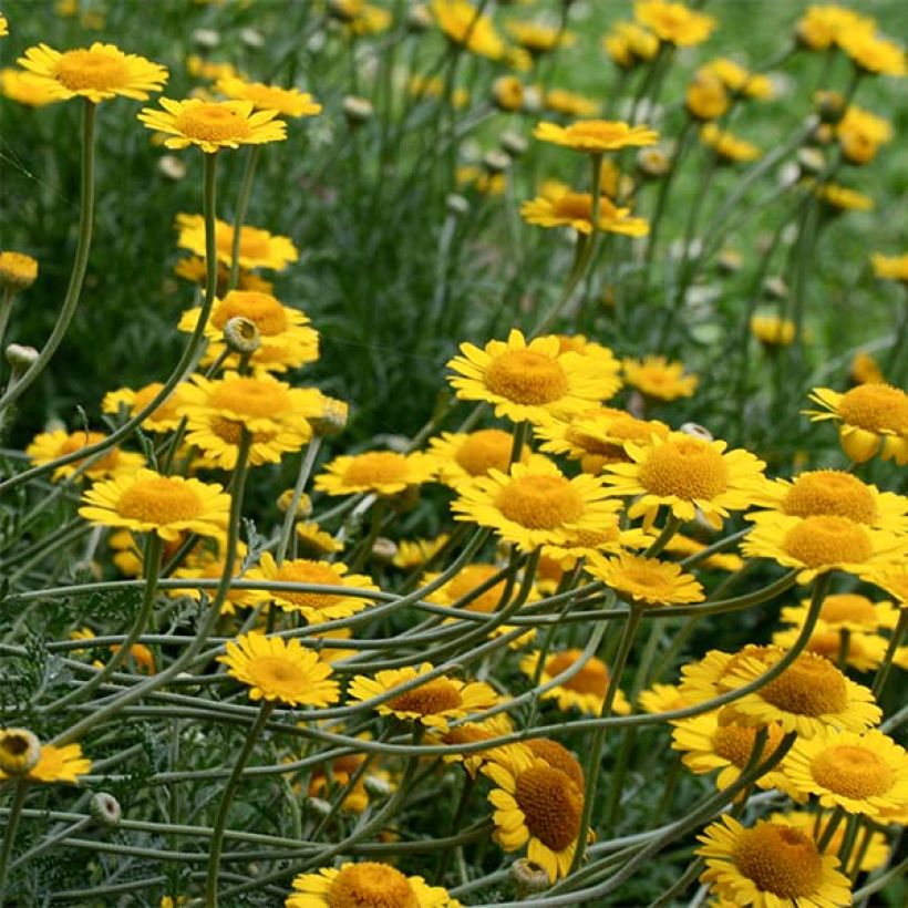 Anthemis tinctoria Kelwayi (Floraison)