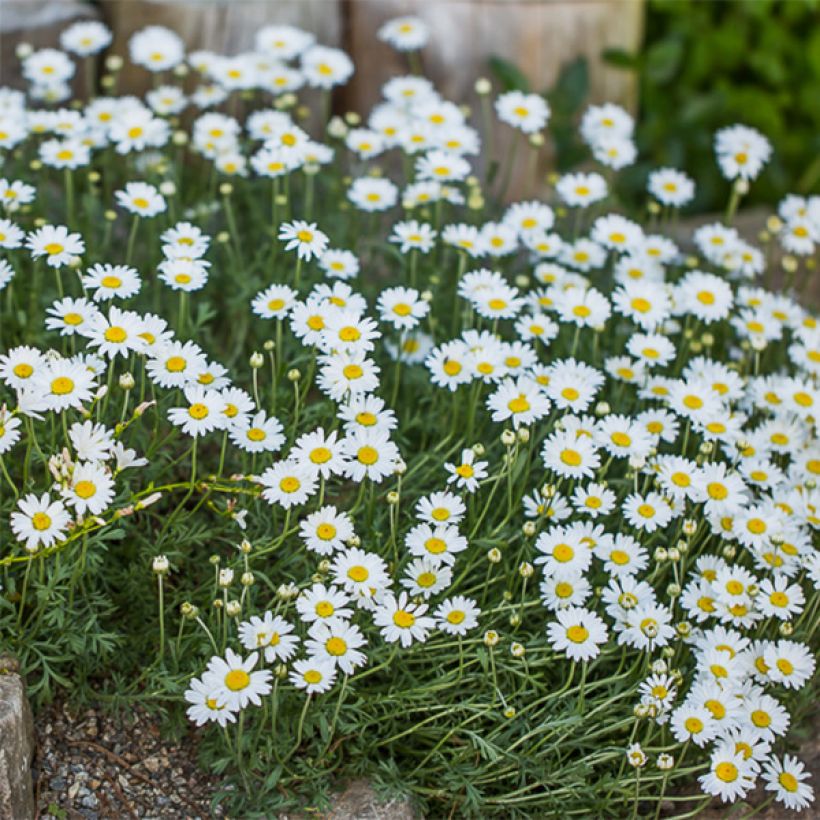 Anthemis carpatica Karpatenschnee - Camomille des monts Carpates Karpatenschnee (Floraison)