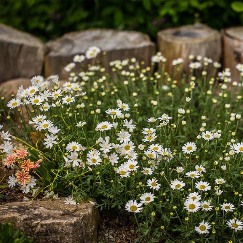 Anthemis carpatica Karpatenschnee - Camomille des monts Carpates Karpatenschnee (Port)