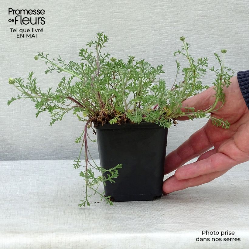 Spécimen de Anthemis carpatica Karpatenschnee - Camomille des monts Carpates Karpatenschnee Godet de 9cm tel que livré au printemps