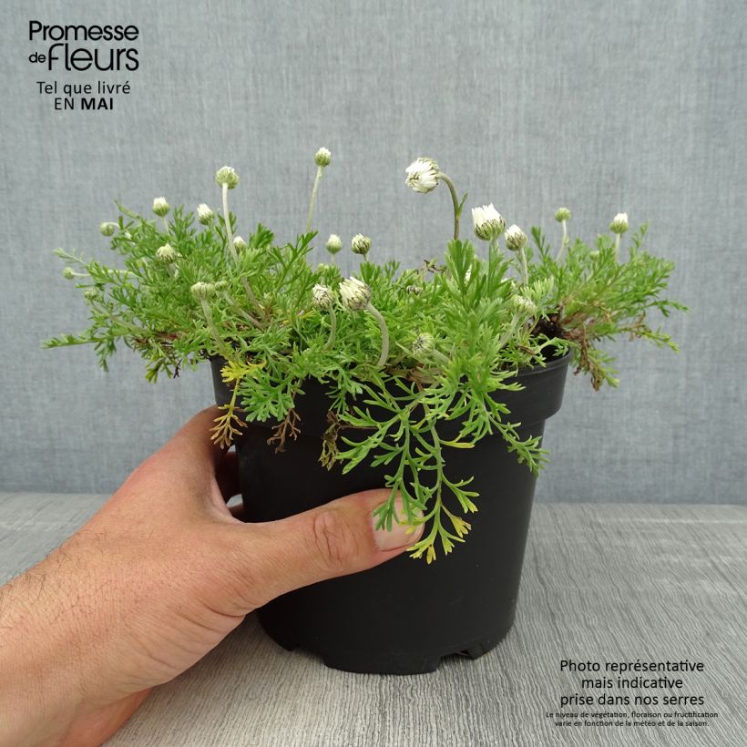 Spécimen de Anthemis carpatica Karpatenschnee - Camomille des monts Carpates Karpatenschnee en pot de 2L/3L tel que livré au printemps