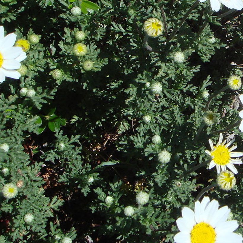 Anthemis punctata ssp. cupaniana (Feuillage)