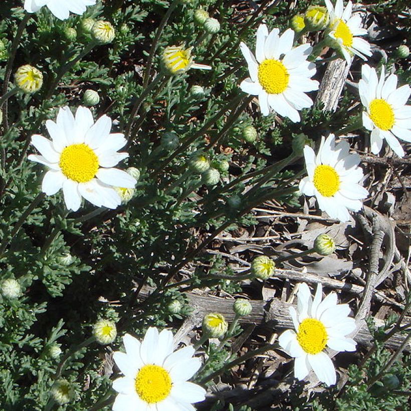 Anthemis punctata ssp. cupaniana (Port)