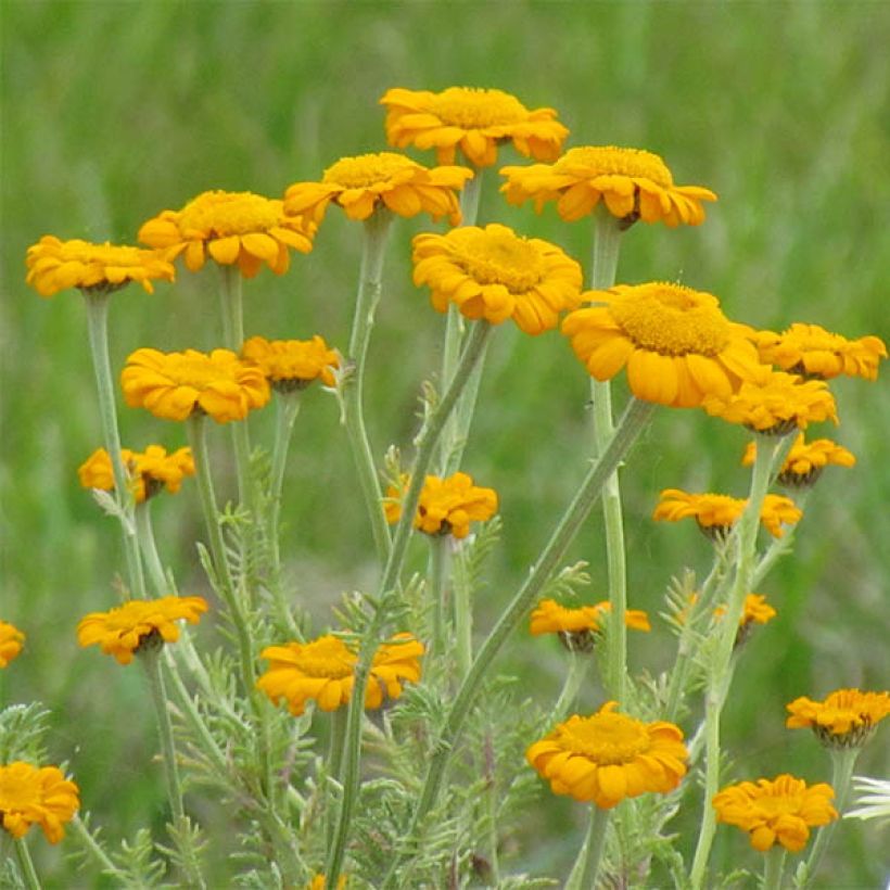 Anthemis sancti-johannis - Anthémis de la Saint-Jean (Floraison)