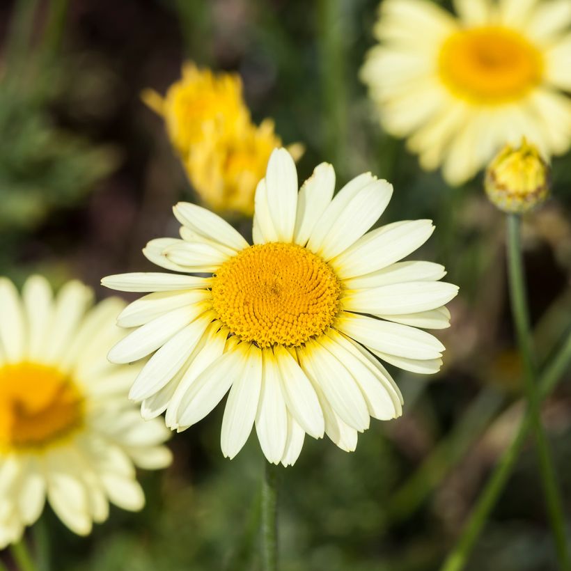 Anthemis tinctoria E.C. Buxton - Fausse Camomille (Floraison)