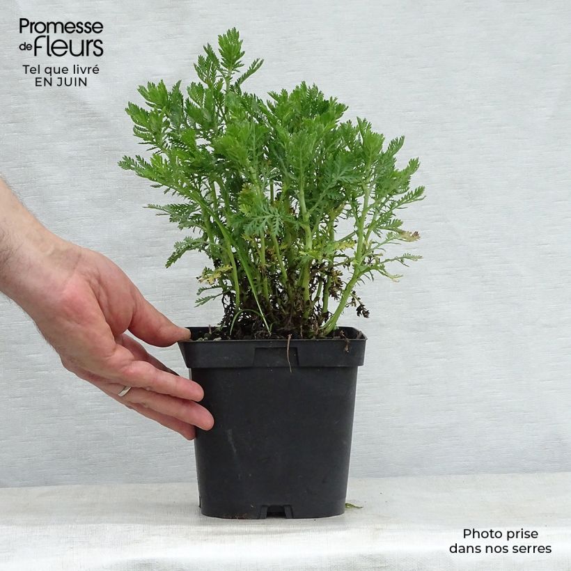 Spécimen de Anthemis tinctoria E.C. Buxton - Fausse Camomille Pot de 2L/3L tel que livré en été