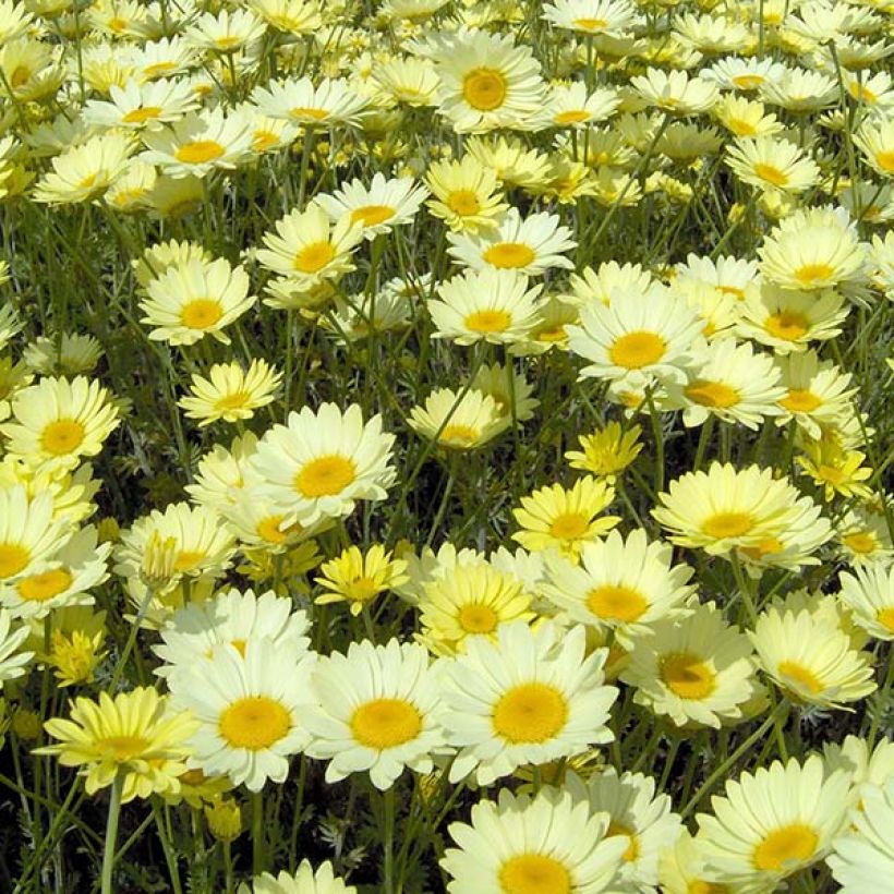 Anthemis tinctoria E.C. Buxton - Fausse Camomille (Floraison)